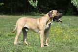 BOERBULL 015